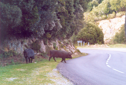 103-cochons sur la route